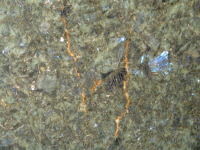 Labradorite blu australe
