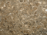 Rasotica