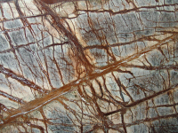 Forest Brown
