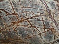 Forest Brown