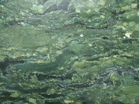Oasis green