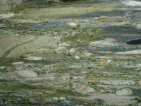 Marmo Verde Gauguin