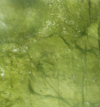 Marmo Verde Ming extra