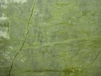 Verde ming o giada oriente.