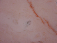 Rosa Portogallo