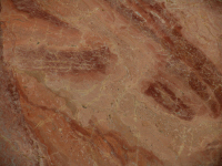 Arancio di selva