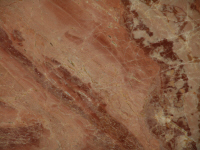 Arancio di selva