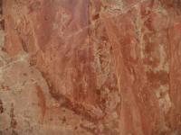 Arancio di selva