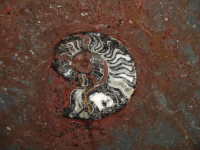 Marmo Fossile Rosso