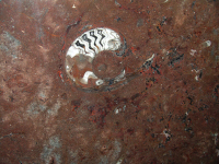 Marmo Fossile Rosso
