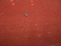 Quarzite Rossa