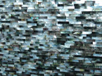 Madreperla nera