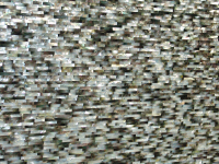 Madrepela nera
