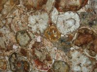 Legno fossile
