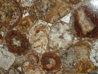 Legno fossile