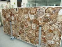 Legno fossile