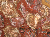 Legno fossile