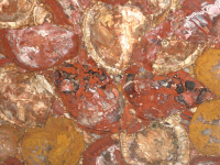 Legno fossile