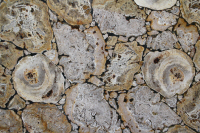 Marmo Legno Fossile