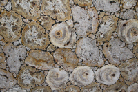 Marmo Legno Fossile