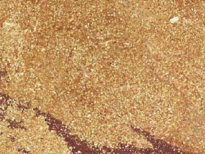 BUXY slabs tiles project