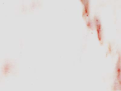 CALACATTA CARRARA slabs tiles project