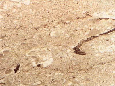 NOCCIOLATO SCURO slabs tiles project