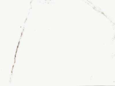 STATUARIO VENATO slabs tiles project