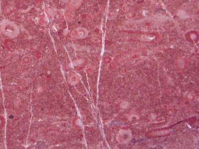 TAURUS CHERRY slabs tiles project