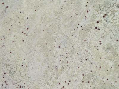 WHITE PALMAS slabs tiles project